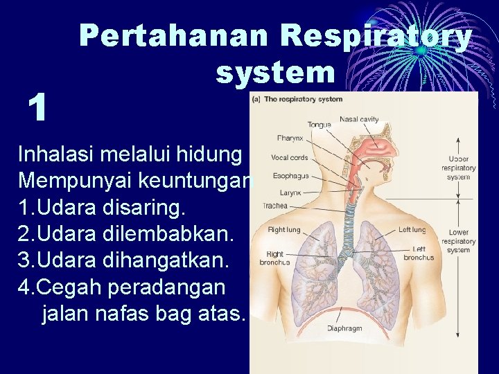 1 Pertahanan Respiratory system Inhalasi melalui hidung Mempunyai keuntungan 1. Udara disaring. 2. Udara