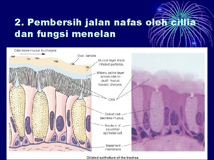 2. Pembersih jalan nafas oleh cillia dan fungsi menelan 