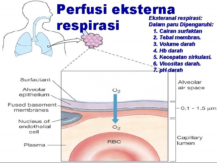 Perfusi eksterna Eksteranal respirasi: Dalam paru Dipengaruhi: respirasi 1. Cairan surfaktan 2. Tebal membran.