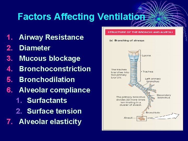 Factors Affecting Ventilation 1. 2. 3. 4. 5. 6. Airway Resistance Diameter Mucous blockage