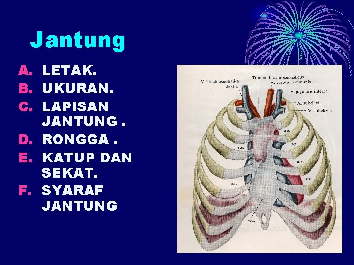 Jantung A. LETAK. B. UKURAN. C. LAPISAN JANTUNG. D. RONGGA. E. KATUP DAN SEKAT.