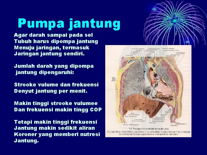 Pumpa jantung Agar darah sampai pada sel Tubuh harus dipompa jantung Menuju jaringan, termasuk