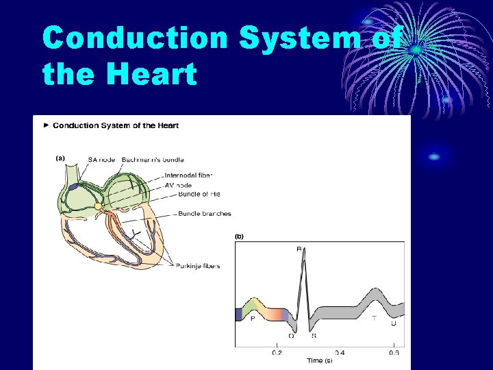 Conduction System of the Heart 