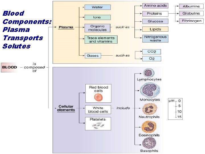 Blood Components: Plasma Transports Solutes 