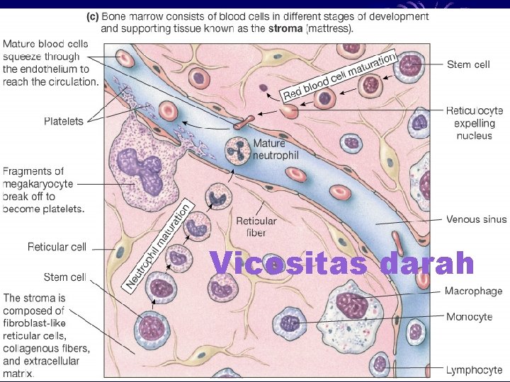 Vicositas darah 