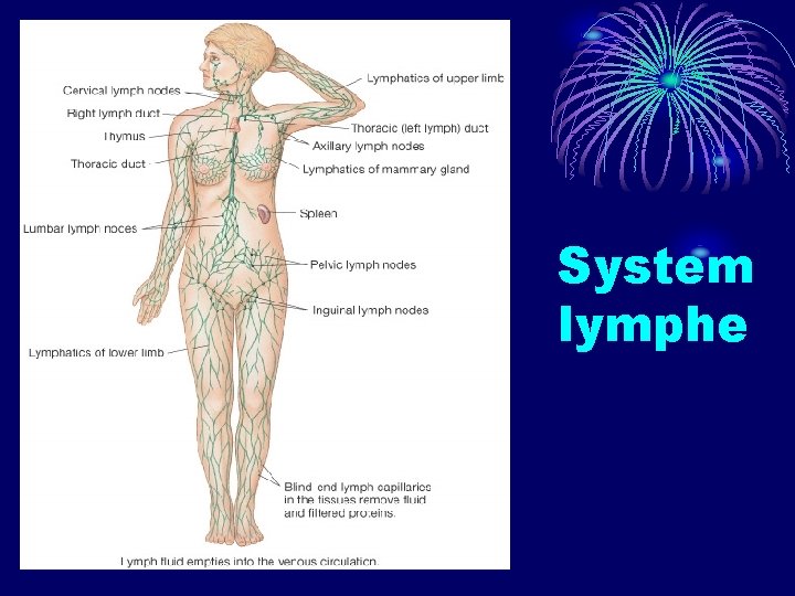 System lymphe 