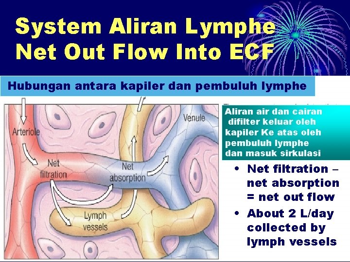 System Aliran Lymphe Net Out Flow Into ECF Hubungan antara kapiler dan pembuluh lymphe