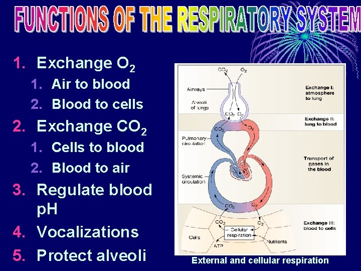 1. Exchange O 2 1. Air to blood 2. Blood to cells 2. Exchange