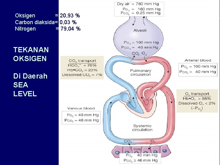 Oksigen = 20, 93 % Carbon diaksida= 0, 03 % Nitrogen = 79, 04