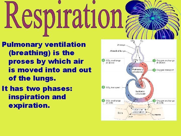 Pulmonary ventilation (breathing) is the proses by which air is moved into and out