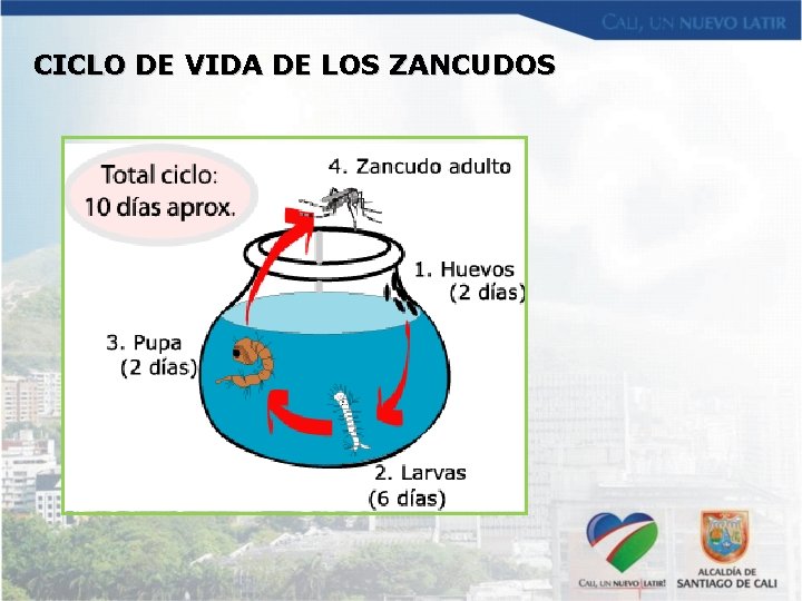 CICLO DE VIDA DE LOS ZANCUDOS 
