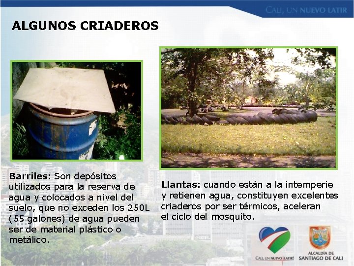 ALGUNOS CRIADEROS Barriles: Son depósitos utilizados para la reserva de agua y colocados a