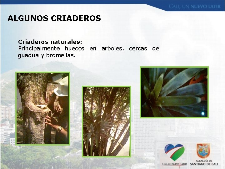 ALGUNOS CRIADEROS Criaderos naturales: Principalmente huecos en arboles, cercas de guadua y bromelias. 