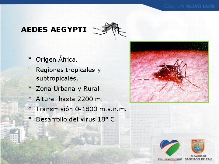 AEDES AEGYPTI * Origen África. * Regiones tropicales y subtropicales. * Zona Urbana y