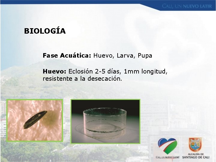 BIOLOGÍA Fase Acuática: Huevo, Larva, Pupa Huevo: Eclosión 2 -5 días, 1 mm longitud,