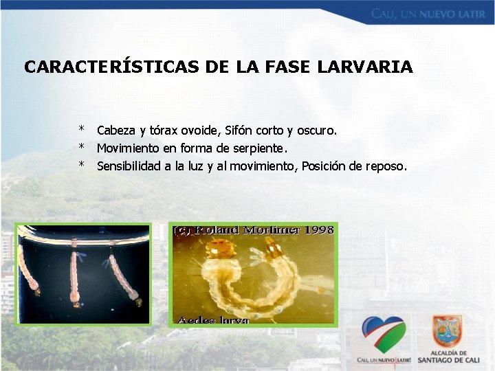 CARACTERÍSTICAS DE LA FASE LARVARIA * Cabeza y tórax ovoide, Sifón corto y oscuro.