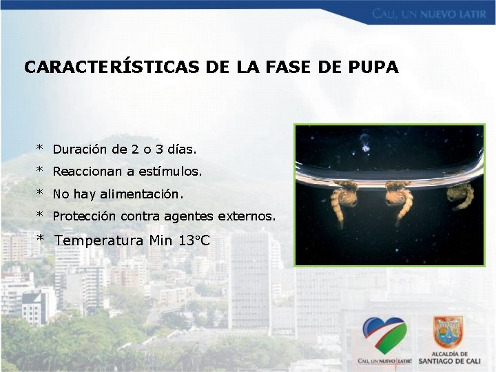 CARACTERÍSTICAS DE LA FASE DE PUPA * Duración de 2 o 3 días. *
