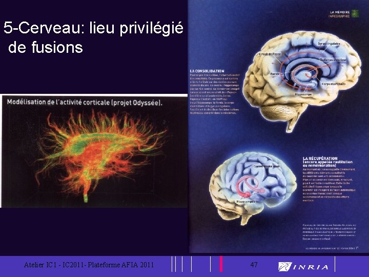 47 5 -Cerveau: lieu privilégié de fusions Atelier IC 1 - IC 2011 -