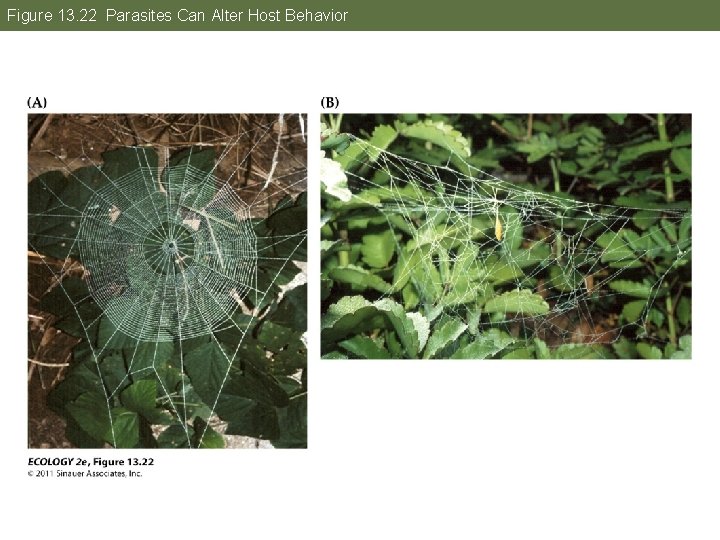 Figure 13. 22 Parasites Can Alter Host Behavior 