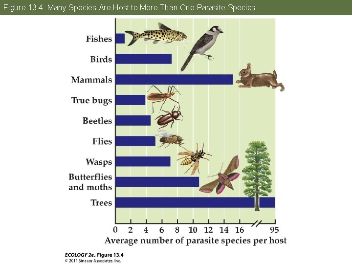 Figure 13. 4 Many Species Are Host to More Than One Parasite Species 