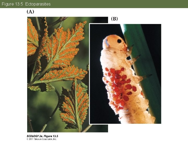 Figure 13. 5 Ectoparasites 