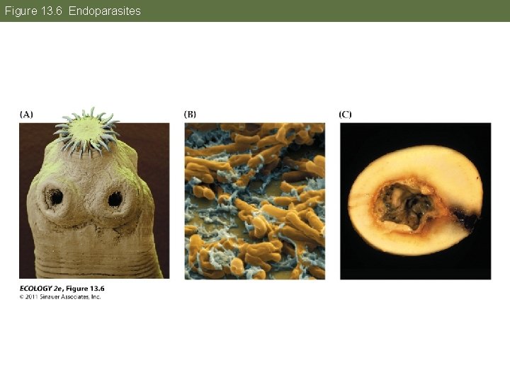 Figure 13. 6 Endoparasites 