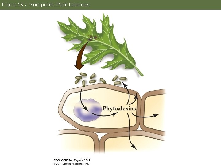 Figure 13. 7 Nonspecific Plant Defenses 
