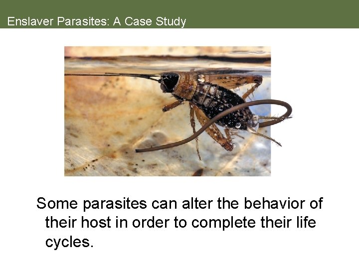 Enslaver Parasites: A Case Study Some parasites can alter the behavior of their host