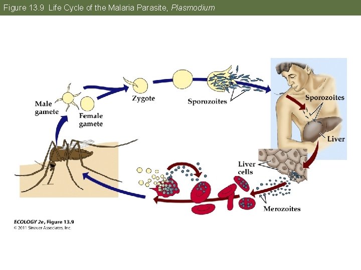 Figure 13. 9 Life Cycle of the Malaria Parasite, Plasmodium 