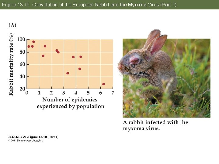 Figure 13. 10 Coevolution of the European Rabbit and the Myxoma Virus (Part 1)