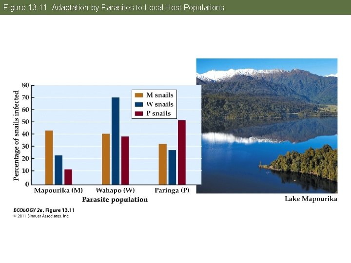 Figure 13. 11 Adaptation by Parasites to Local Host Populations 