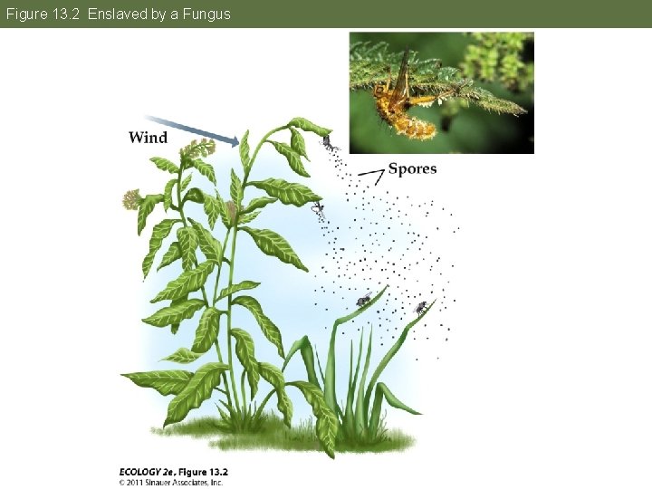 Figure 13. 2 Enslaved by a Fungus 