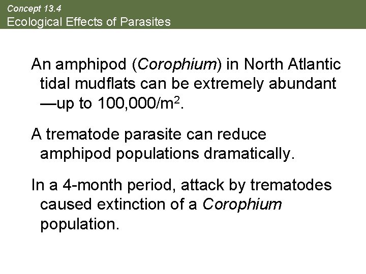 Concept 13. 4 Ecological Effects of Parasites An amphipod (Corophium) in North Atlantic tidal