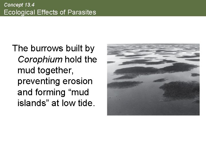 Concept 13. 4 Ecological Effects of Parasites The burrows built by Corophium hold the