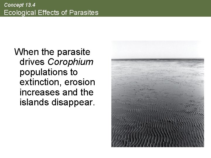 Concept 13. 4 Ecological Effects of Parasites When the parasite drives Corophium populations to