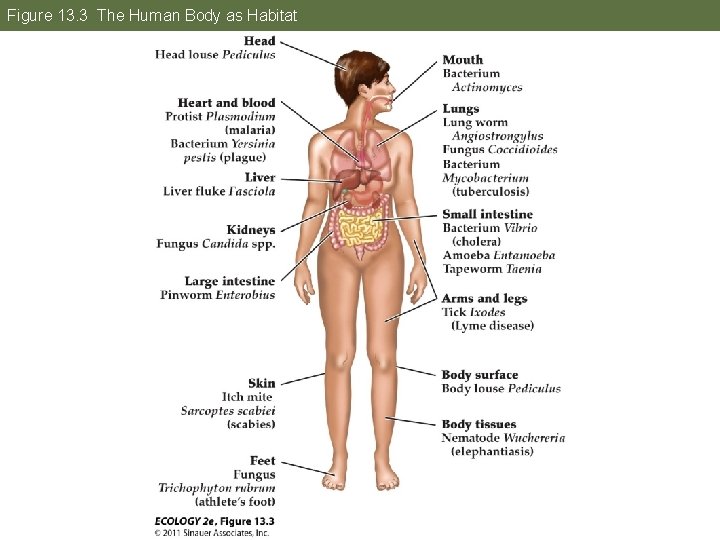 Figure 13. 3 The Human Body as Habitat 