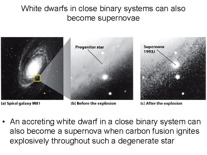 White dwarfs in close binary systems can also become supernovae • An accreting white