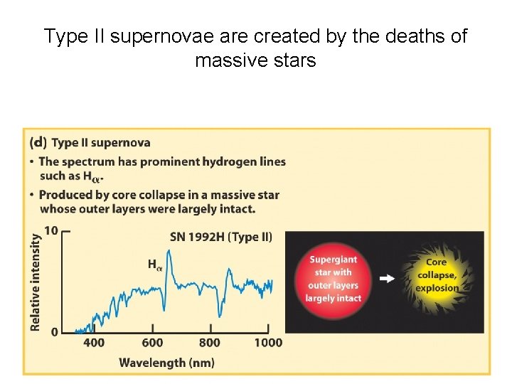 Type II supernovae are created by the deaths of massive stars 