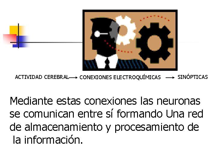 ACTIVIDAD CEREBRAL CONEXIONES ELECTROQUÍMICAS SINÓPTICAS Mediante estas conexiones las neuronas se comunican entre sí