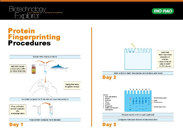 Protein Fingerprinting Procedures Day 2 Day 1 Day 3 