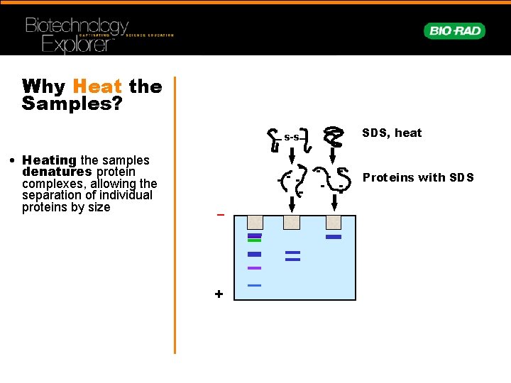 Why Heat the Samples? s-s • Heating the samples denatures protein complexes, allowing the