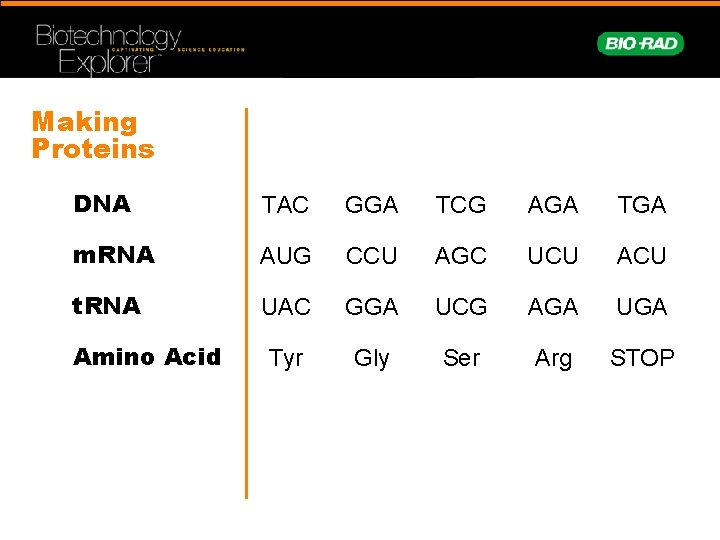 Making Proteins DNA TAC GGA TCG AGA TGA m. RNA AUG CCU AGC UCU