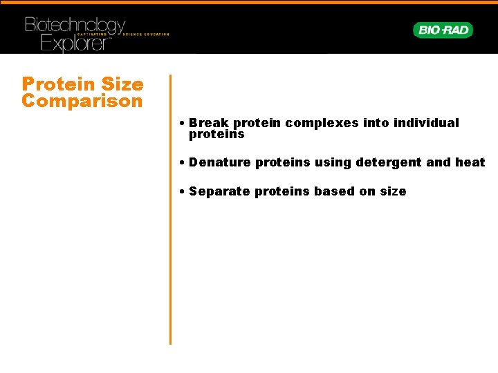 Protein Size Comparison • Break protein complexes into individual proteins • Denature proteins using