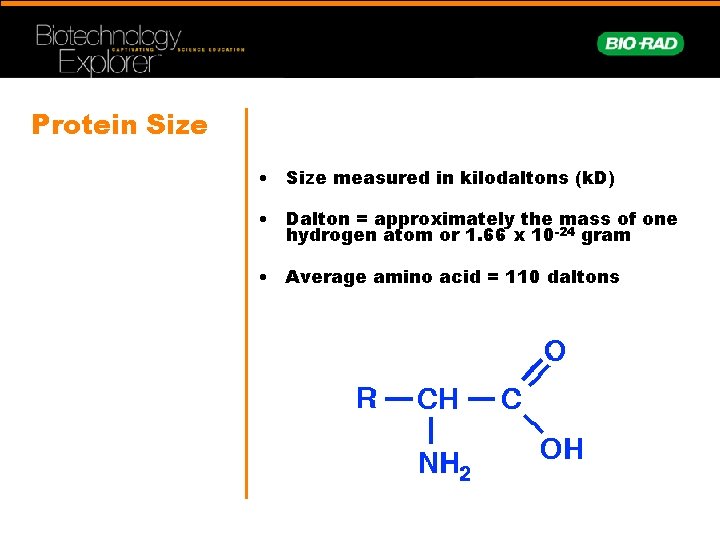 Protein Size • Size measured in kilodaltons (k. D) • Dalton = approximately the