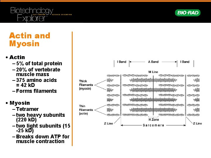 Actin and Myosin • Actin – 5% of total protein – 20% of vertebrate