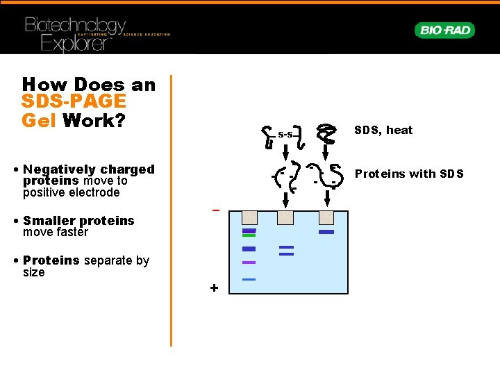 How Does an SDS-PAGE Gel Work? • Negatively charged proteins move to positive electrode