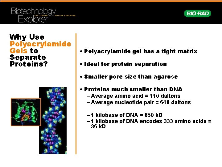 Why Use Polyacrylamide Gels to Separate Proteins? • Polyacrylamide gel has a tight matrix