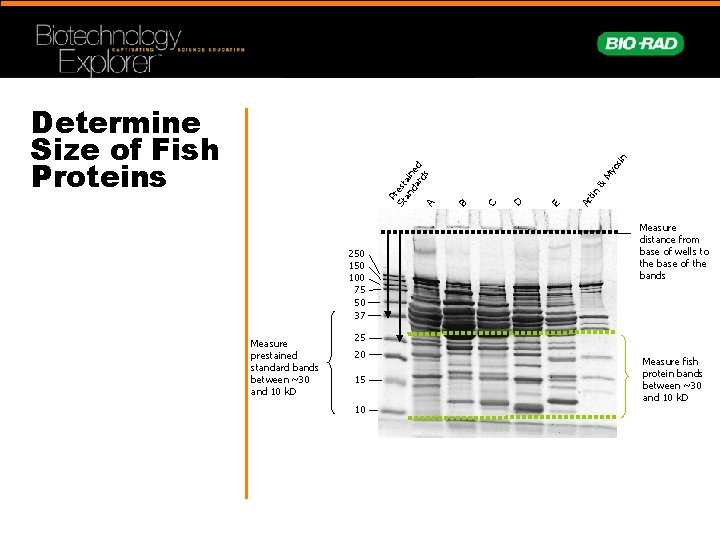 250 100 75 50 37 Measure prestained standard bands between ~30 and 10 k.