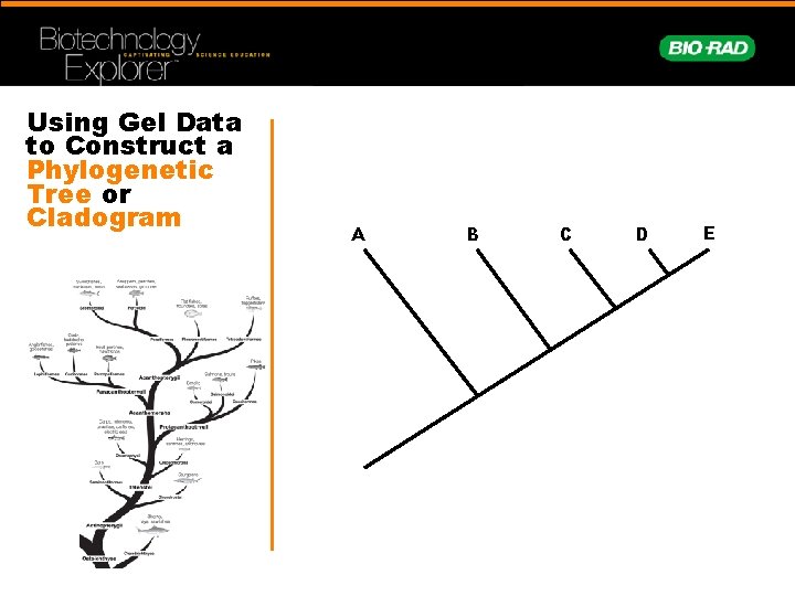 Using Gel Data to Construct a Phylogenetic Tree or Cladogram A B C D