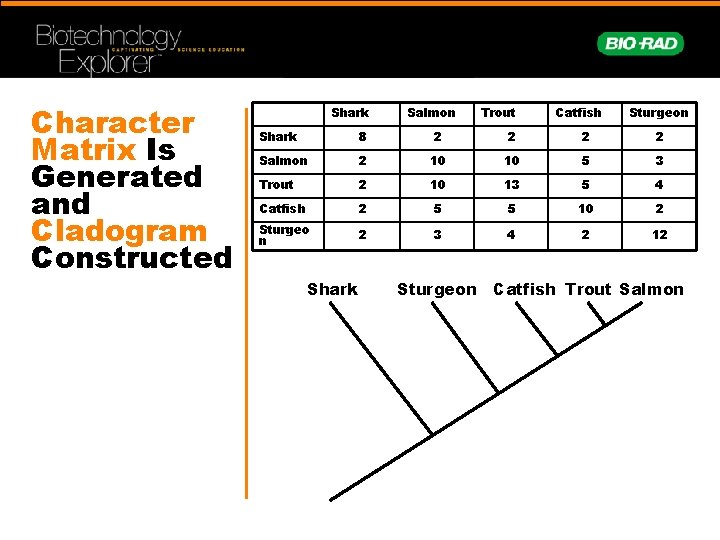 Character Matrix Is Generated and Cladogram Constructed Shark Salmon Trout Catfish Sturgeon Shark 8